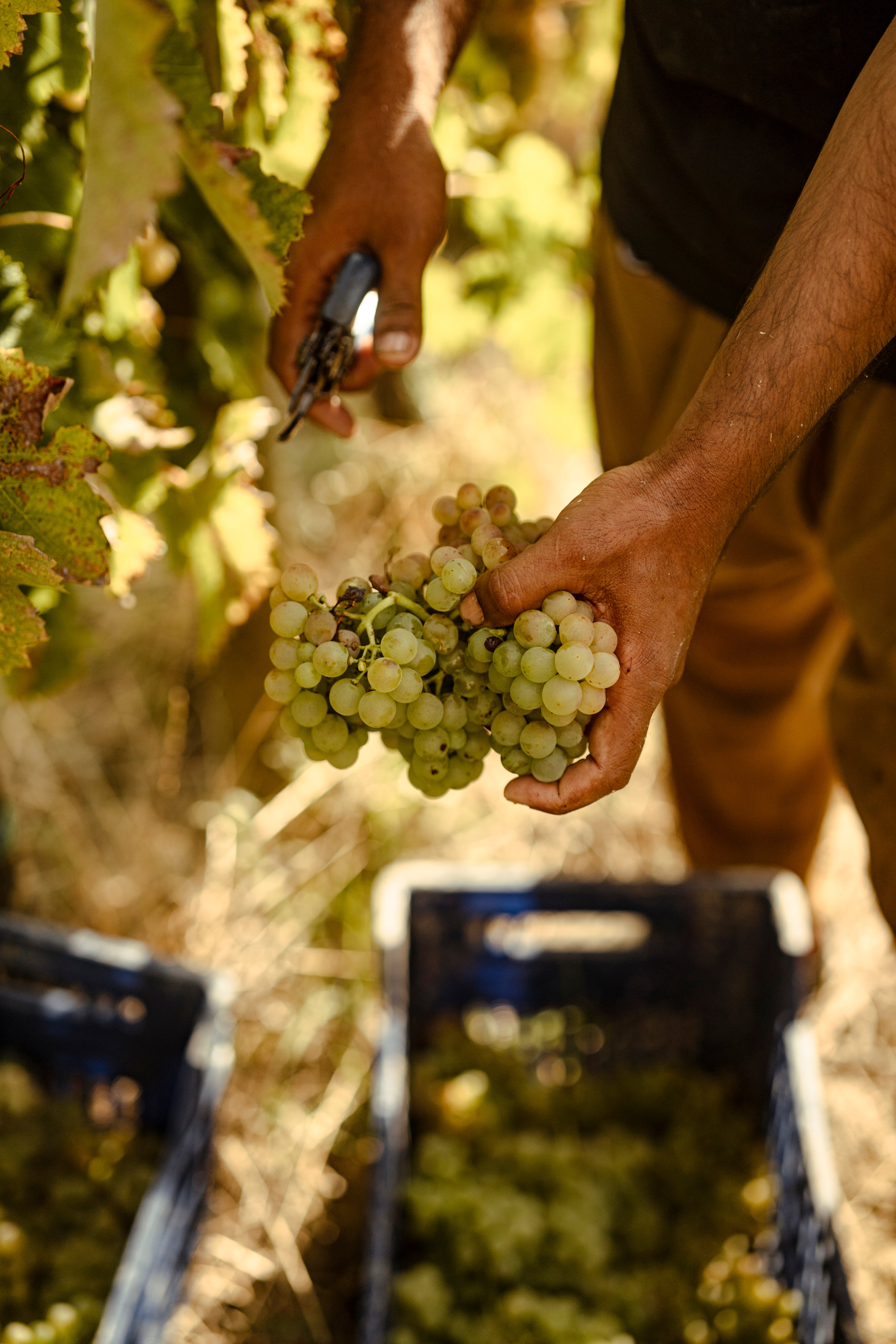 slideshow mobile background image