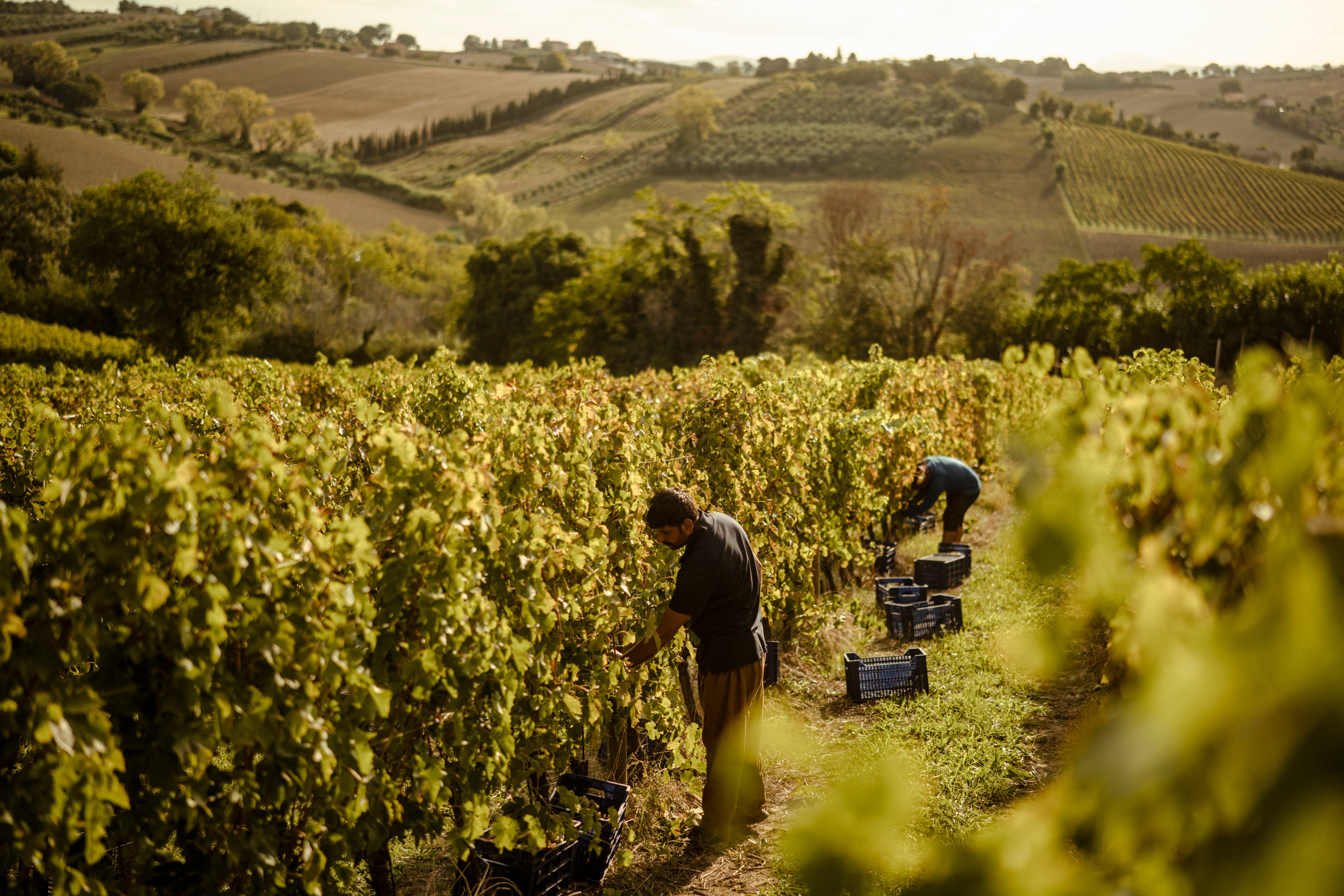 slideshow background