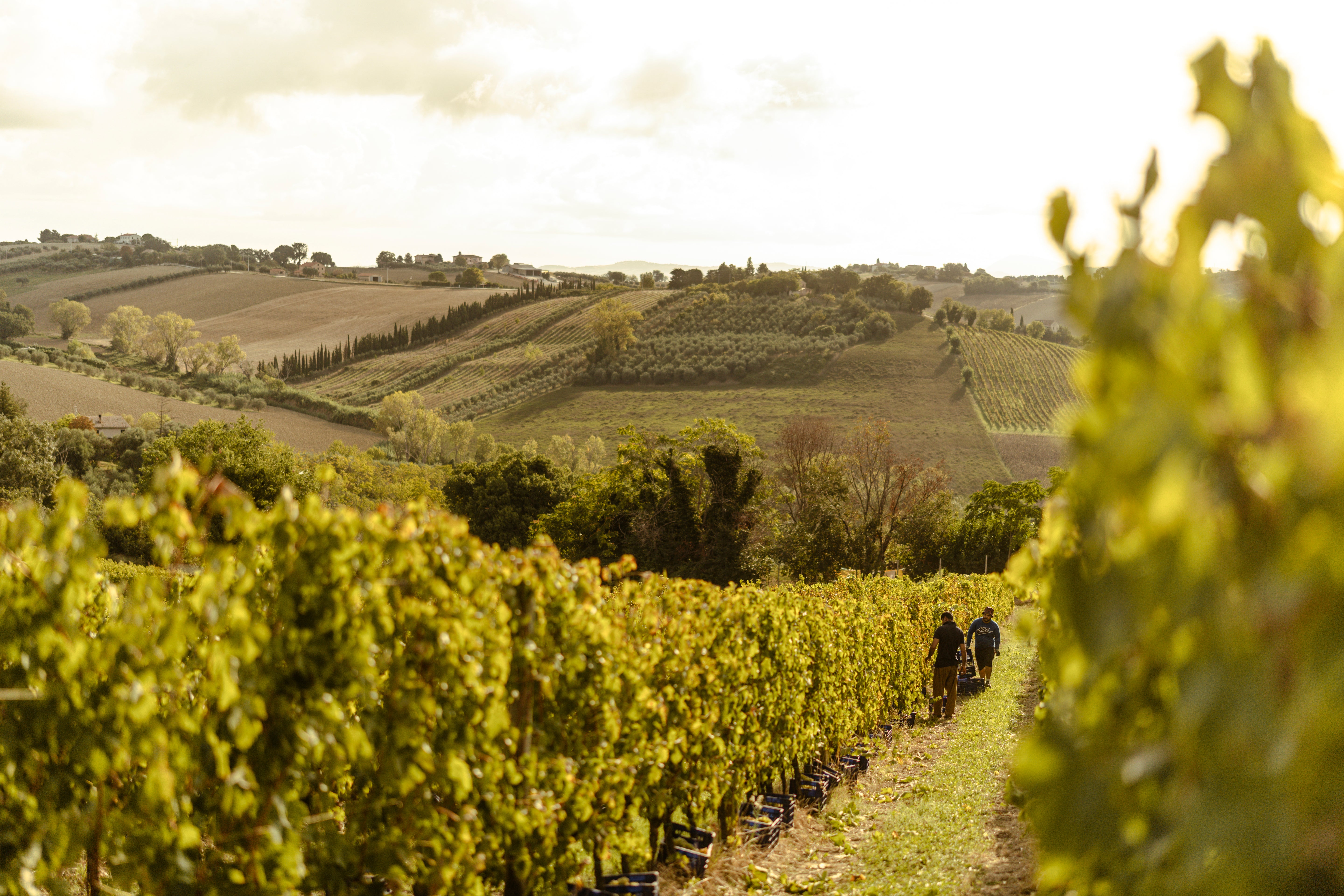 slideshow background